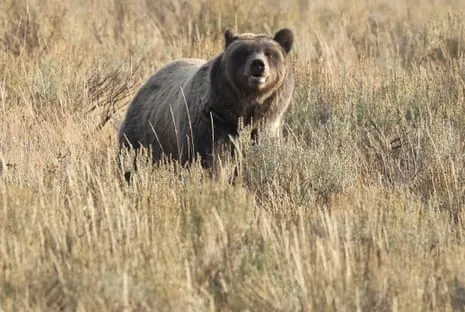 Backpacker Assaulted by Wild Animal in National Park Flown to Medical Facility