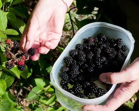 Seeking: Tasty Bakes to Make Use Of a Glut of Homemade Jam