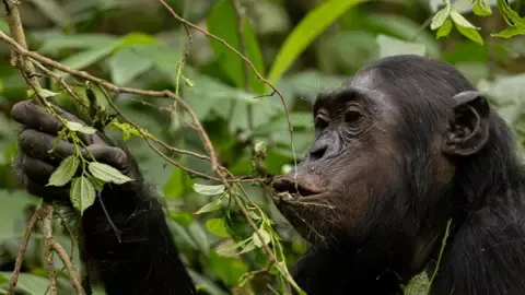 Chimpanzees Ingesting an Amount Equal of an Alcoholic Beverage Each Day from Fermented Produce, Study Reveals