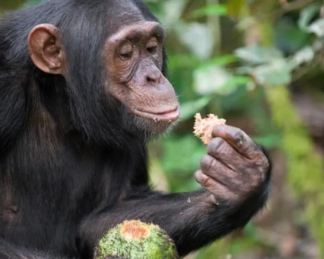 Apes Drink Daily Ethanol Comparable to a Lager from Fermented Fruit