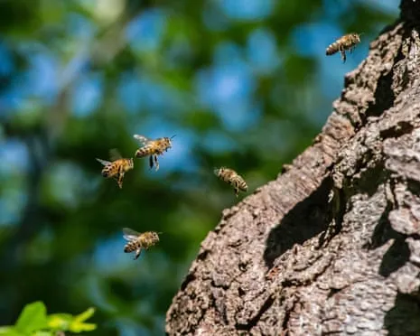 How Protecting Honeybees Might Negatively Affect Wild Pollinators