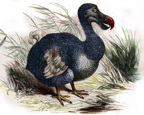 Scientists State They’ve Made a ‘Key Milestone’ in Reviving the Flightless Species for the Very First Occasion in Three Centuries